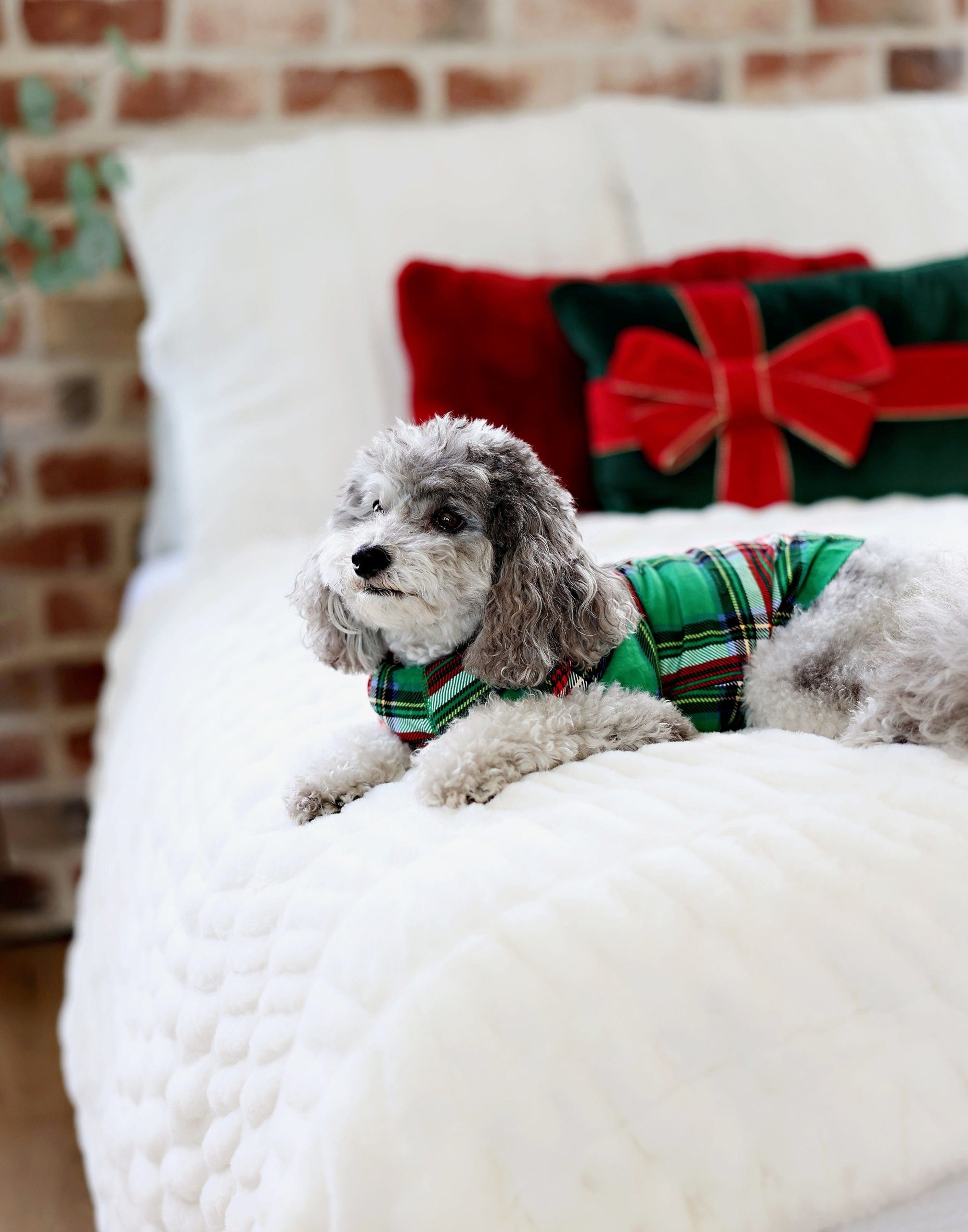 Pet Pajamas - Christmas Plaid Green