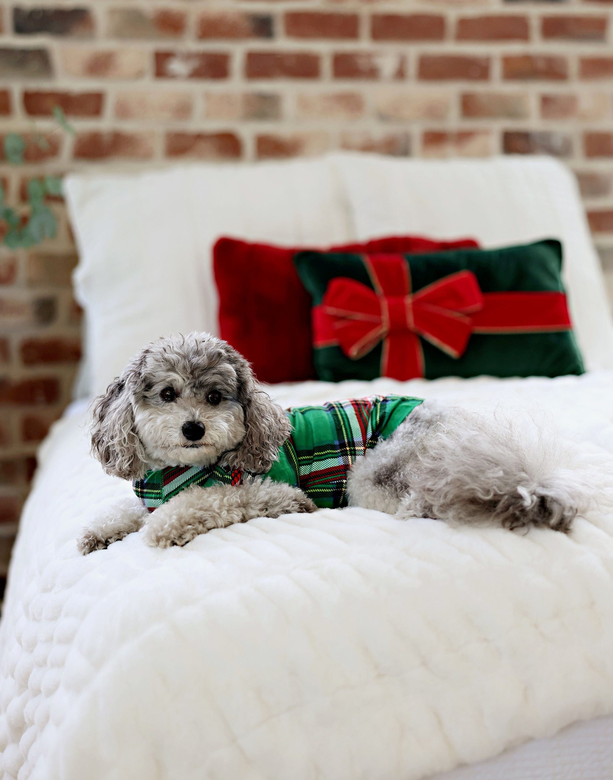 Pet Pajamas - Christmas Plaid Green - Image 2